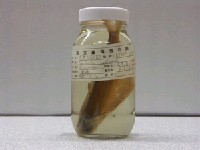 藏品(花蓮小砂(魚丁))的圖片